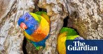 ‘Mind blown’: scientists discover sex reversal in kookaburras and lorikeets with cause unknown
