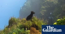 Winning images of the 2024 BigPicture natural world photography competition