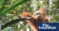 Rainfall and landslides fuelled by climate crisis killed 7% of world’s rarest great apes – study