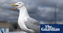 Worth a shout? Yelling is best way to deter gulls, UK study suggests