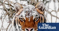 ‘The tigers are hungry’: endangered but deadly, the world’s largest big cat is sowing fear in Siberia’s villages