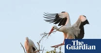 Rewilding group to assess possible return of white storks to London
