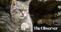 ‘Like unscrambling an egg’: scientists alter DNA to save Scottish wildcats