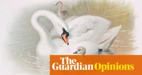 A swan: ‘I have looked upon these brilliant creatures, and now my heart is sore’ | Helen Sullivan