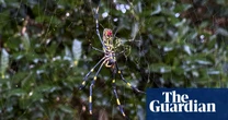 Giant, invasive joro spiders to spread on US east coast – but pose no huge threat