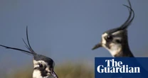 Wild bird numbers continue to fall in UK with some species in ‘dramatic freefall’