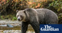 Grizzly with checkered past swims miles to Canadian island – and prompts a row