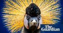 Week in wildlife – in pictures: a majestic crane, a clumsy owlet and sleepy seals