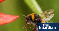 ‘They surprise me every time’: bees can use tools to solve problems, study finds