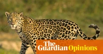 ‘Ayahuasca tourism’ is a blight on Indigenous peoples and our environment | Nina Gualinga and Eli Virkina