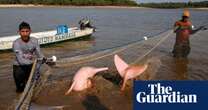 The race to find out what killed hundreds of pink dolphins in the Amazon – in pictures