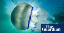 Into the photic zone: does a darkening ocean threaten marine life? – podcast
