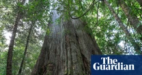 Native forest logging must end in order to reach Labor’s emissions reduction target, expert says