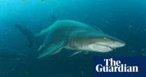 ‘Gut punch’: top shark expert quits Queensland advisory panel after LNP expands cull program