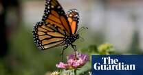 Monarch butterfly numbers plummet in US west coast winter habitats