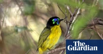 More than half of world’s bird species in decline, as leaders meet on extinction crisis