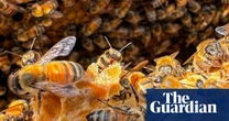 Canadian apiary store owner foils honey heist by marauding swarm of bees
