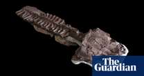 Fangs and toilet seat-shaped head: giant salamander-like fossil found in Namibia