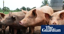 Antibiotics use in livestock could rise by a third in next 15 years, UN report warns
