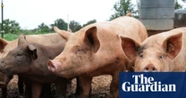 Surgeons transplant pig lung into brain dead human recipient for first time