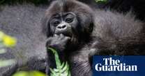 The week in wildlife – in pictures: a baby gorilla, a rare black leopard and a sucker-bum squid