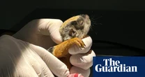 Week in wildlife: a squirrel with a splint, hungry hyenas and a great white shark