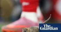 Cardiff City defend pest control policy after rat halts Wales football match