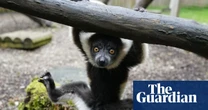 Lemur pups Nova and Evie born at Scottish safari park