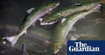 More than 1m farmed salmon die at supplier to leading UK retailers