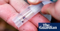 ‘Explosive increase’ of ticks that cause meat allergy in US due to climate crisis