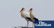 Health risk fears for storks in Europe over ‘junk food’ from landfill