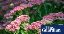 A riot of colour, loved by bees and easy to grow – why sedums are perfect perennials