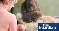 Breastfeeding women try to show orangutan how to care for baby at Dublin zoo