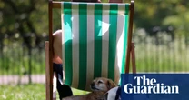 Panting, gular fluttering and sploots: how Britain’s animals try to keep cool