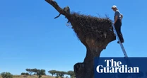 Killer in the nest: how young storks are being strangled by plastic