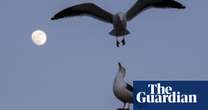 ‘Lesbian’ seagulls and ‘gay’ rams: the endless sexual diversity of nature – podcast