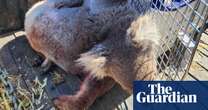 Investigation into logging on Kangaroo Island under way after release of ‘horrific images’ of dead koalas