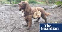 Backpack-wearing dogs enlisted to rewild urban nature reserve in Lewes