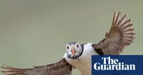 Week in wildlife: a froggy lunch, a surf-loving penguin and an ambitious treehopper