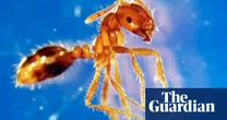 Fire ant crackdown: turf from Queensland must be chemically treated when laid in NSW
