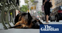 ‘I couldn’t get him to move’: dog owners struggle through US heatwave