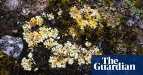 Rare lichen brought back to East Anglia with help of bookbinding glue