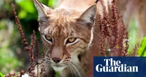 England wildlife regulator chair ‘enthusiastic’ about Lynx rewilding