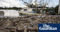 US shrimp fishers see Trump tariffs as a lifeline: ‘We’re basically on our knees’