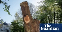 Toby Carvery owner urged to fund ‘life support’ for felled Enfield oak