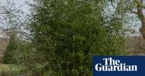 Plantwatch: the bamboo that flowers once every 120 years