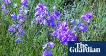 Spiky blue devils and chocolate lilies: Victorian grassland bursts with wildflowers after ecological ‘reset’