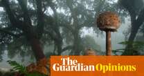 The ‘wood wide web’ theory charmed us all – but now it’s the subject of a bitter fight among scientists | Sophie Yeo