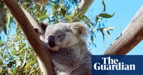 Minns government’s environmental integrity condemned as ‘nonexistent’ amid 40% surge in land clearing