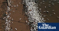 Cold weather blamed for killing thousands of bony herring in central west NSW lake